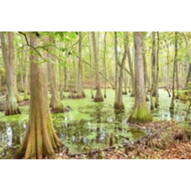 Swamp Bayou Haunted House Halloween Sound Effects – MP3 Download