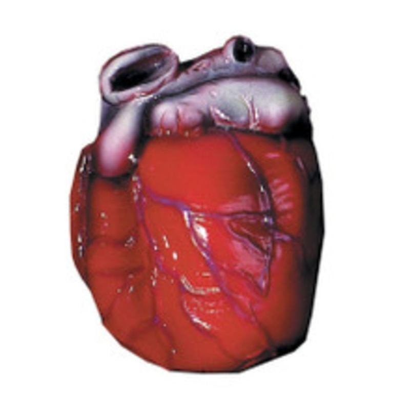 Realistic Heart Prop Halloween Prop