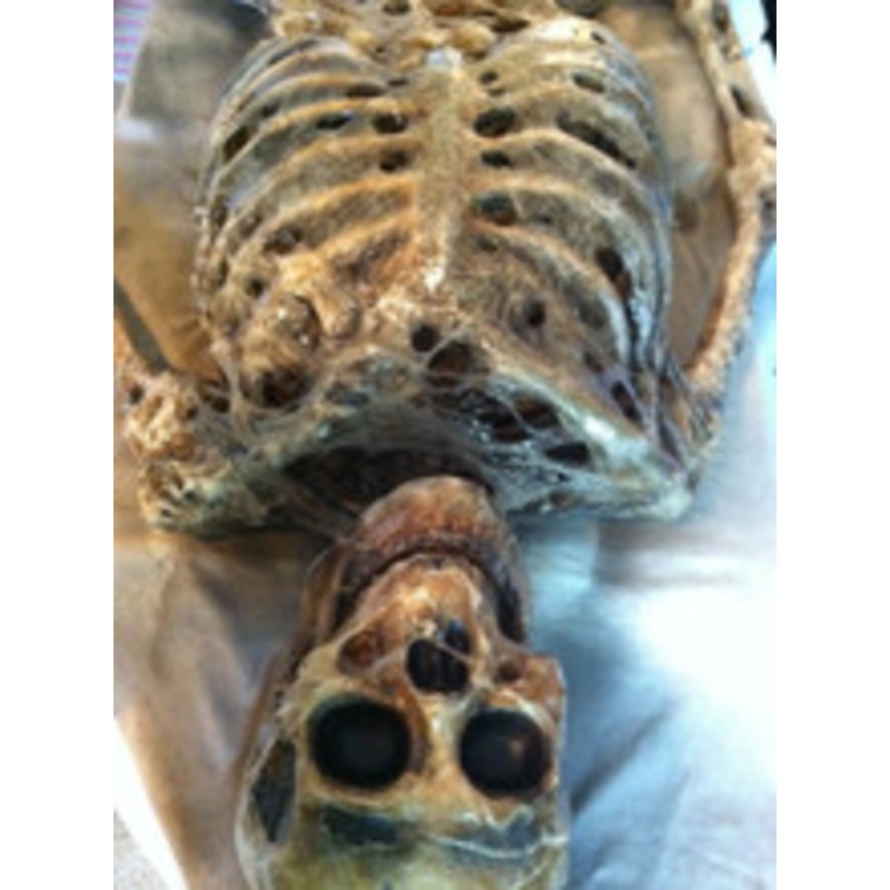 Corpsed Full Skeleton Halloween Prop