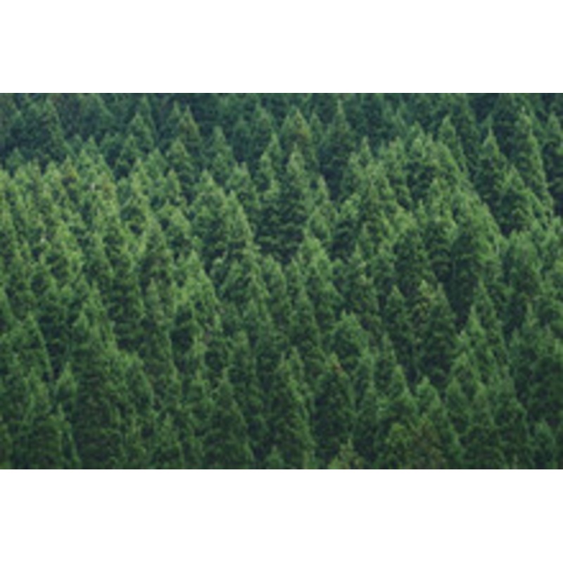 Pine Forest Fog Scent