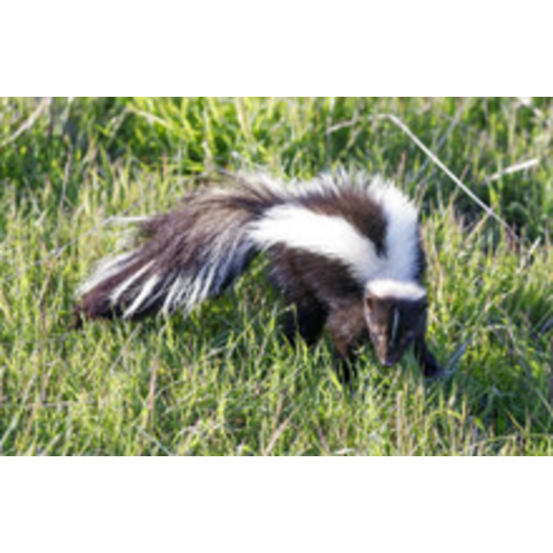 Skunk Fog Scent