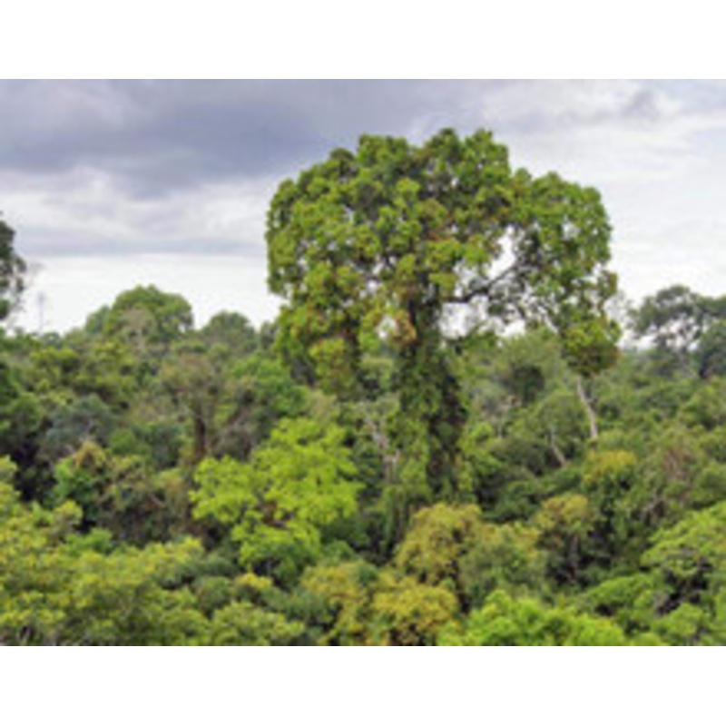 Rainforest Fog Scent