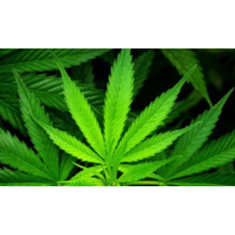 Marijuana Scent Spritzer