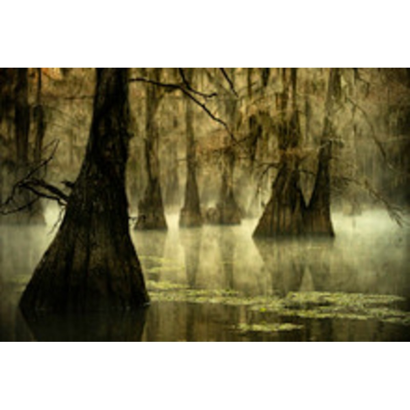Swamp Fog Scent