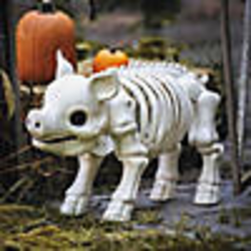 24 1/4 Standing Pig Skeleton Halloween Decoration