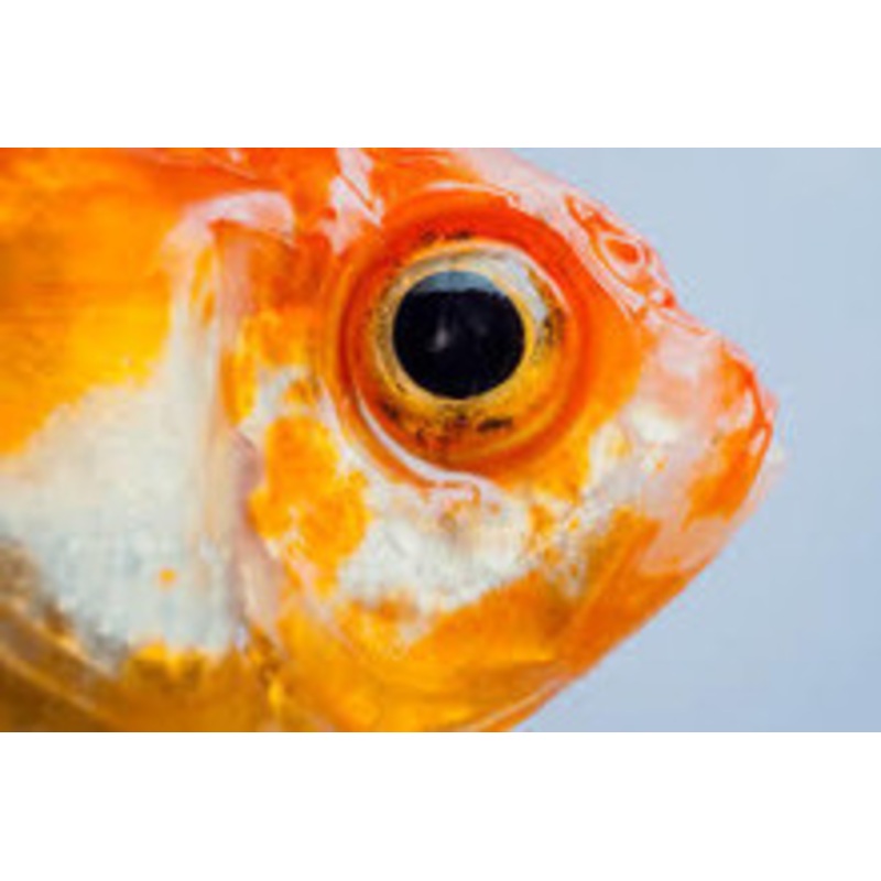 Fish Eye Cube Maze – Escape Room Game