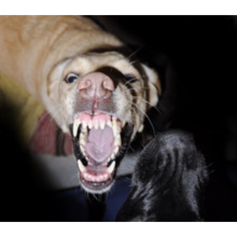 Rabid Dogs – Haunted House Halloween Sound Effects – MP3 Download