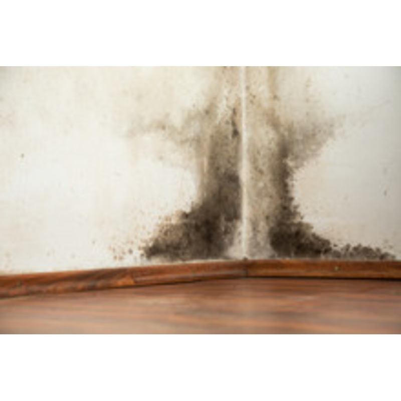 Mold Fog Scent